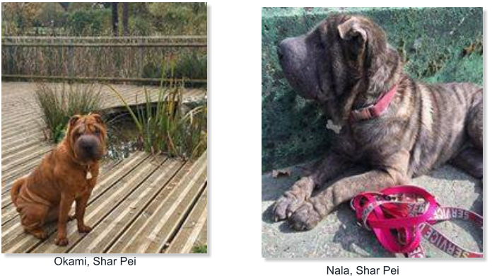 Nala, Shar Pei     Okami, Shar Pei